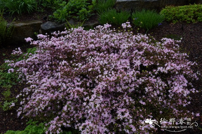 百里香叶杜鹃Rhododendron serpyllifolium