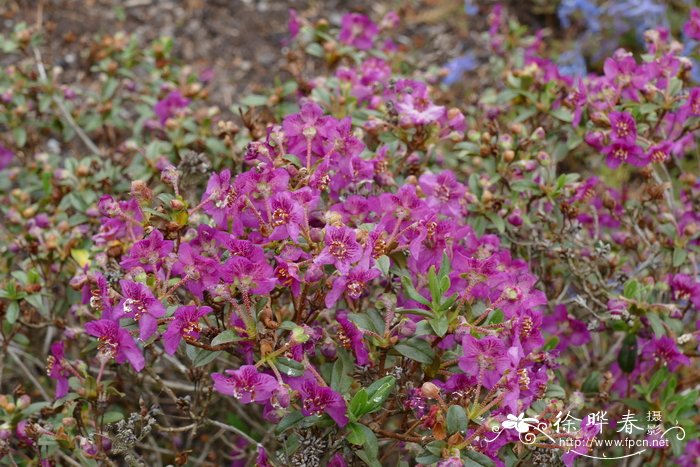 刚毛杜鹃Rhododendron setosum