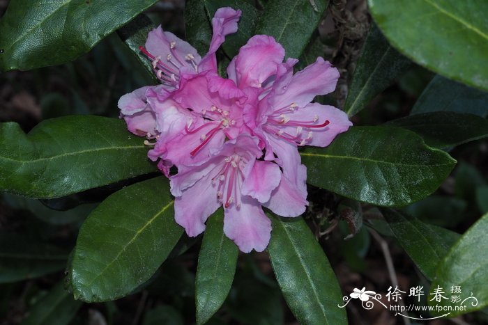 Rhododendron smirnowii