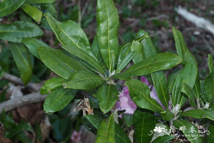 Rhododendron smirnowii