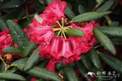 维西纯红杜鹃Rhododendron sperabile var. weihsiense