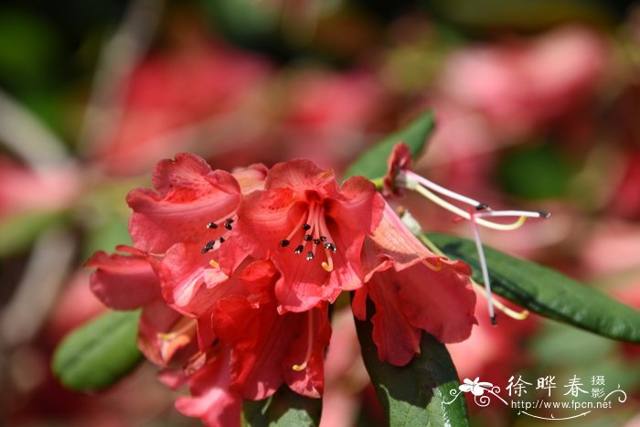 维西纯红杜鹃Rhododendron sperabile var. weihsiense