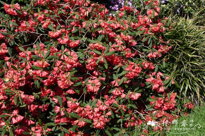 维西纯红杜鹃Rhododendron sperabile var. weihsiense