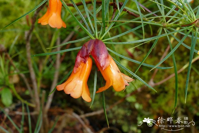 针叶杜鹃Rhododendron stenophyllum subsp. angustifolium