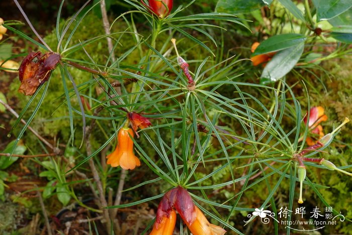 针叶杜鹃Rhododendron stenophyllum subsp. angustifolium