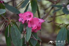 芒刺杜鹃Rhododendron strigillosum