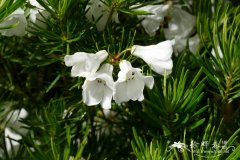 紫杉叶杜鹃Rhododendron taxifolium