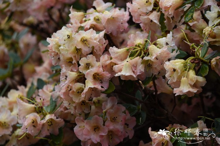 滇藏杜鹃Rhododendron temenium