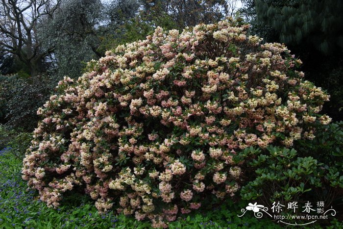 滇藏杜鹃Rhododendron temenium