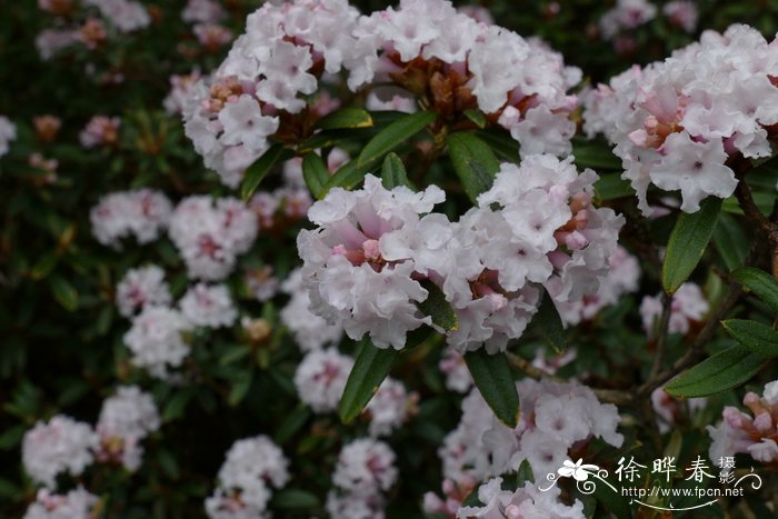 毛嘴杜鹃Rhododendron trichostomum