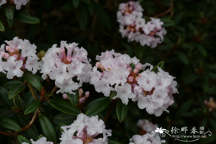 毛嘴杜鹃Rhododendron trichostomum