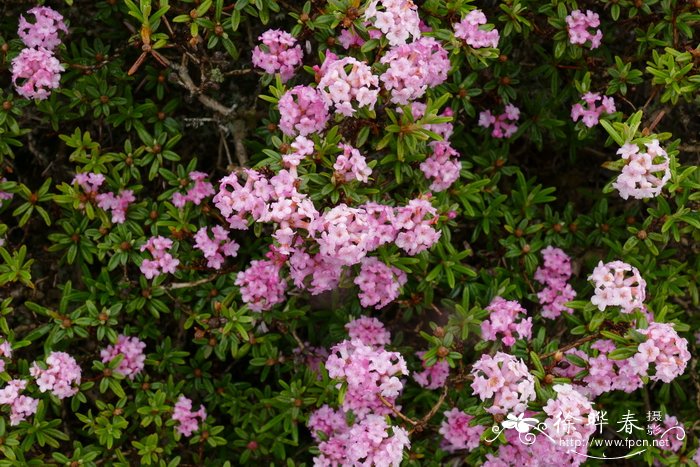 毛嘴杜鹃Rhododendron trichostomum