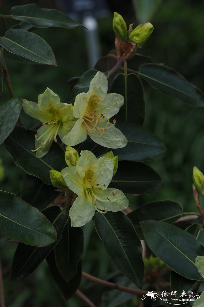 三花杜鹃Rhododendron triflorum