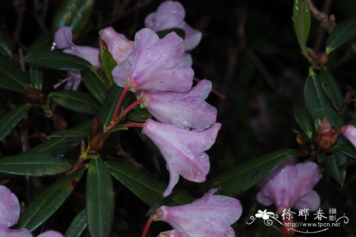 尖叶单花杜鹃Rhododendron uniflorum var. imperator