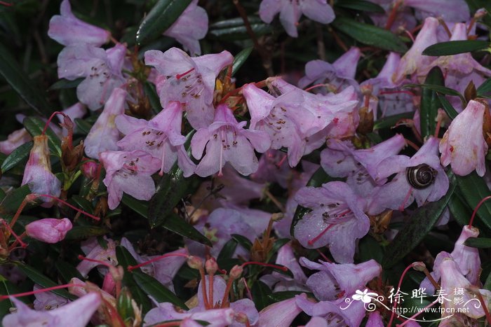 尖叶单花杜鹃Rhododendron uniflorum var. imperator