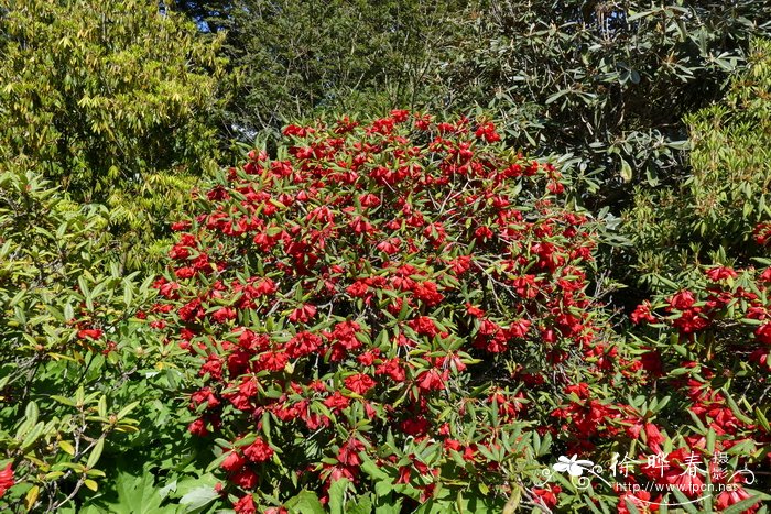 毛柱杜鹃 Rhododendron venator