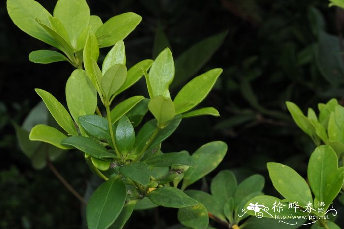 维达尔杜鹃Rhododendron vidalii