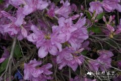 Rhododendron yedoense var. poukhanense