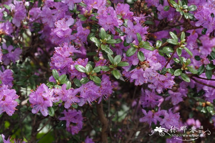 Rhododendron yedoense var. poukhanense