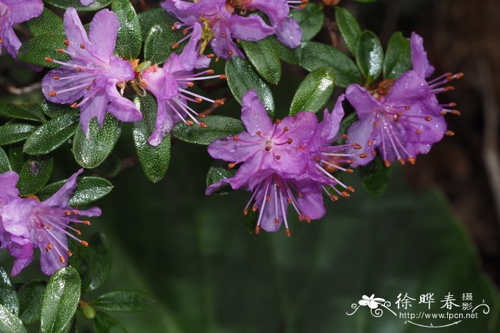 Rhododendron yedoense var. poukhanense