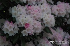 屋久杜鹃Rhododendron yakushimanum