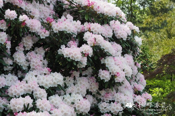 屋久杜鹃Rhododendron yakushimanum