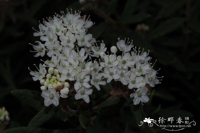 格陵兰杜香Ledum groenlandicum