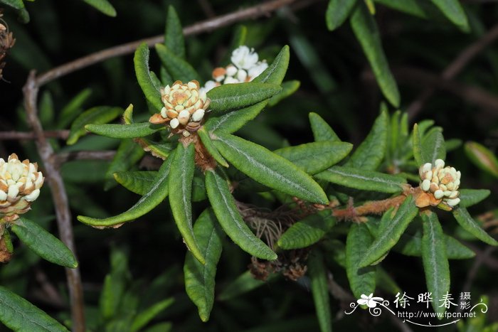 格陵兰杜香Ledum groenlandicum