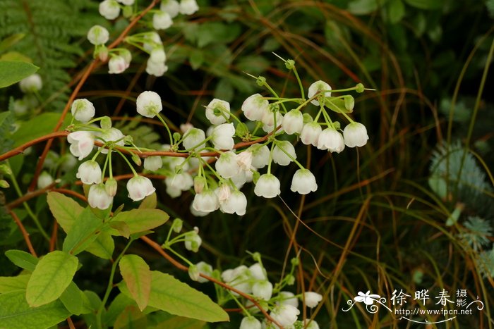 杜鹃花科粉姬木属'树莓'白铃木 zenobia pulverulenta'