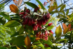 萨氏蜂鸟花Macleania salapa