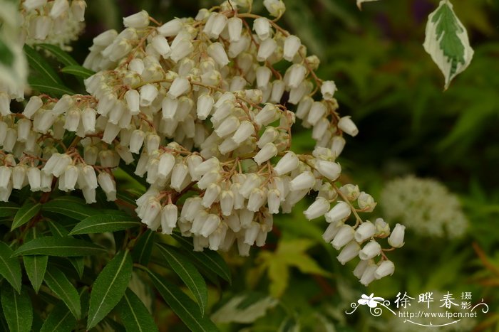 '森林之火'多花马醉木Pieris floribunda 'Forest Flame'