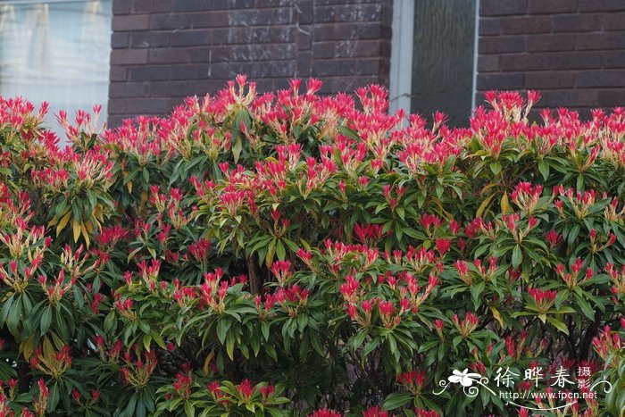 '森林之火'多花马醉木Pieris floribunda 'Forest Flame'