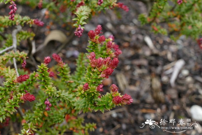 百里香叶轮果石南Trochocarpa thymifolia