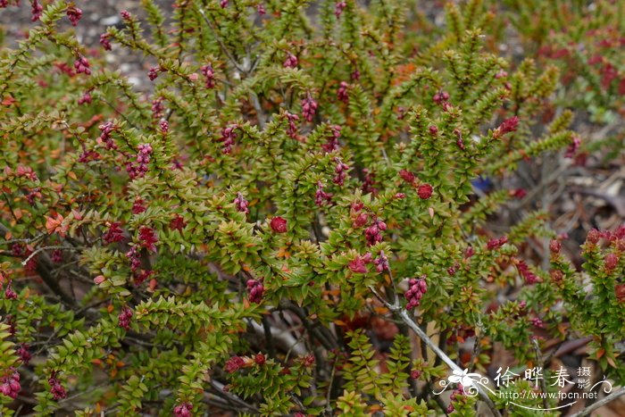 百里香叶轮果石南Trochocarpa thymifolia