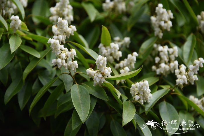 杜鹃花科马醉木属   多花马醉木pieris floribunda