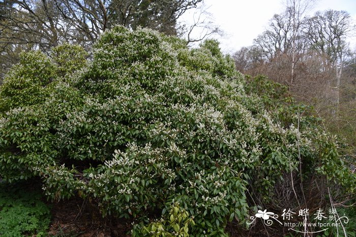 多花马醉木Pieris floribunda