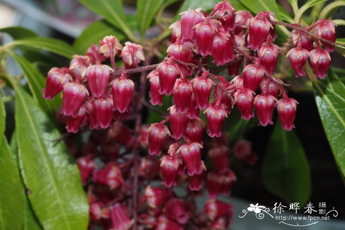 '热情'马醉木Pieris japonica 'Passion'