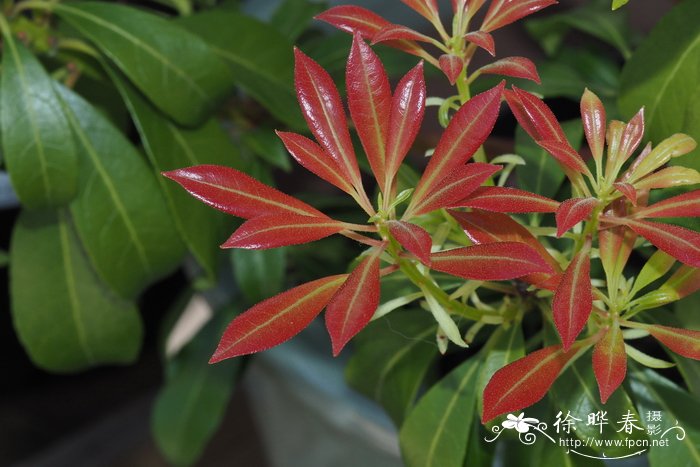 '热情'马醉木Pieris japonica 'Passion'