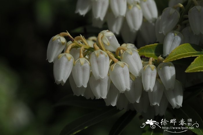 屋久马醉木Pieris japonica var. yakushimensis