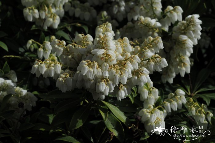 屋久马醉木Pieris japonica var. yakushimensis