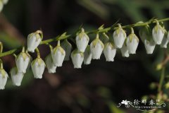 马醉木Pieris japonica