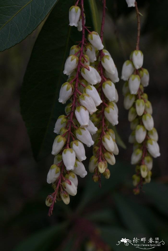 马醉木Pieris japonica