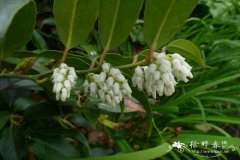 腋花木藜芦Leucothoe axillaris