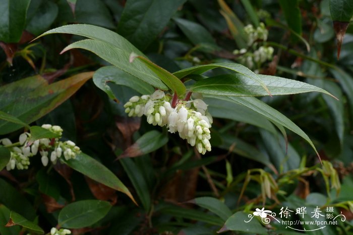 腋花木藜芦Leucothoe axillaris