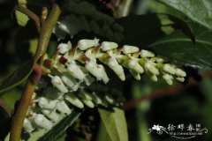 长叶木藜芦Leucothoe fontanesiana