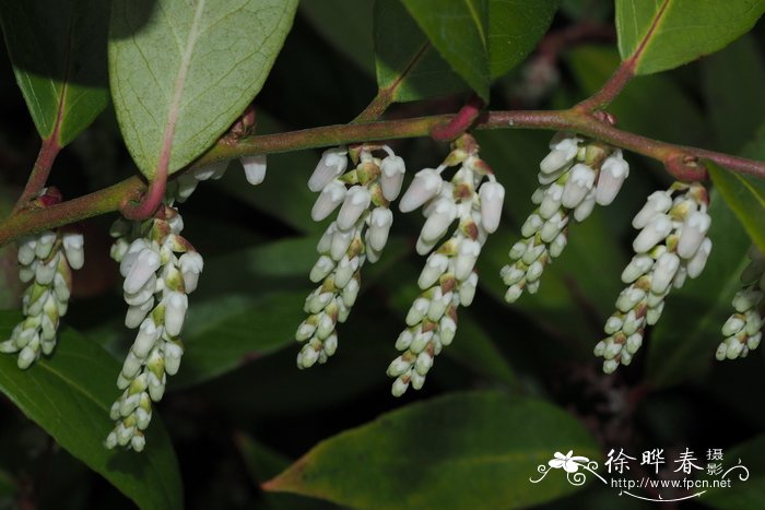 长叶木藜芦Leucothoe fontanesiana