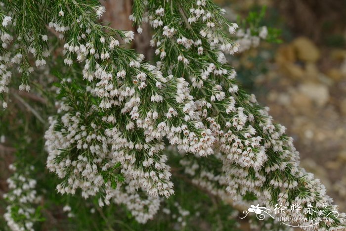 白欧石南Erica arborea