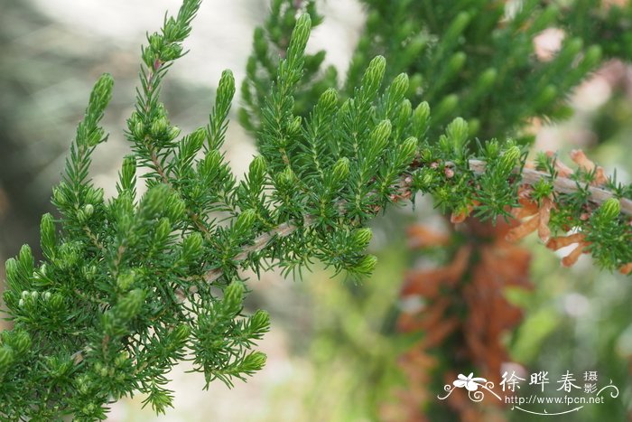 '白花快乐'变色欧石楠Erica colorans 'White Delight'