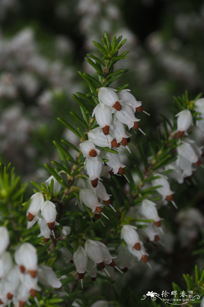 Erica erigena