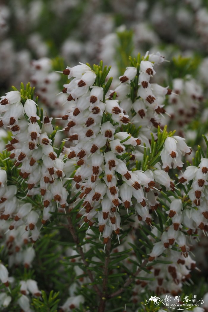 Erica erigena